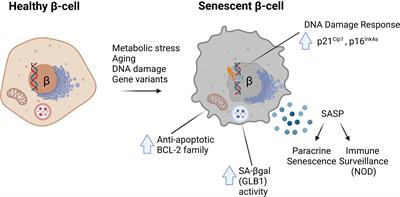 Pancreatic β-cell senescence in diabetes: mechanisms, markers and therapies